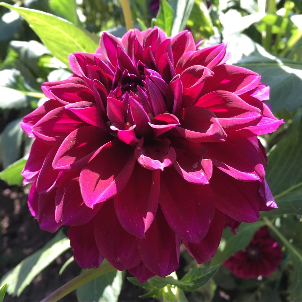 Meet your Posher, Claudia